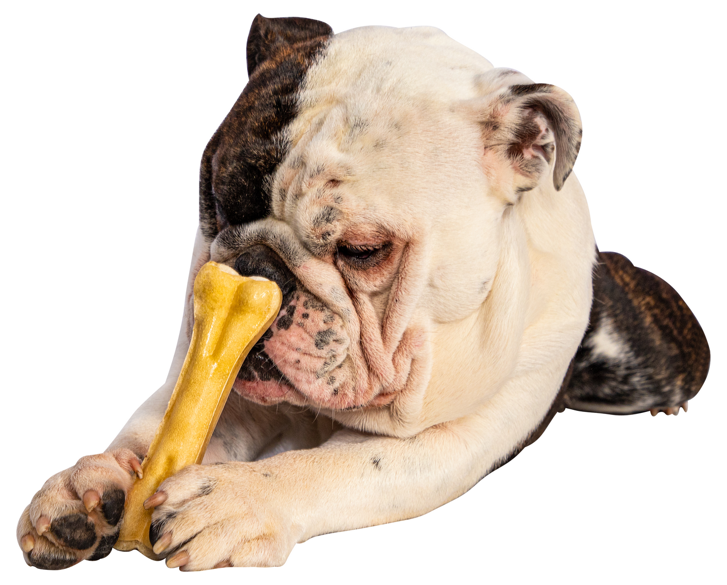 COLGN Bone 6" - Banded