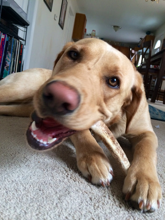 Antlerz & the Benefits! ON SALE NOW!