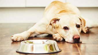 STAINLESS STEEL DOG BOWLS