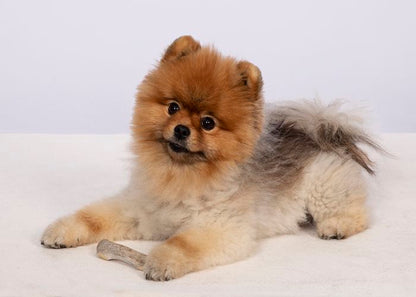 Split Antlers - All-Natural USA Made Dog Chews