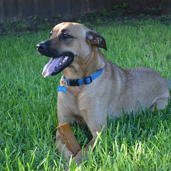 Churpi Chew - Natural Himalayan Yak Cheese