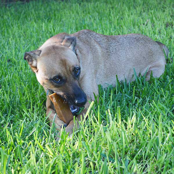 Churpi Chew - Natural Himalayan Yak Cheese – BRAKE-FAST ~ Quality